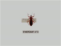 藏品(半翅目(3))的圖片